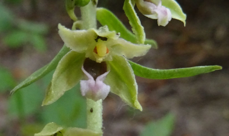 Epipactis bugacensis subsp. bugacensis